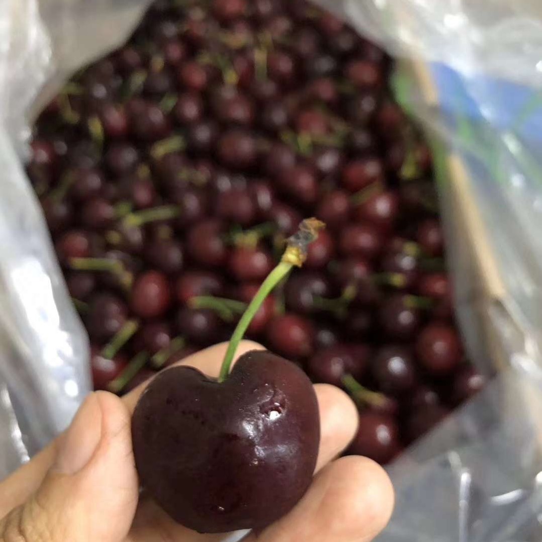 智利进口双j车厘子500g 10000.00g 新品