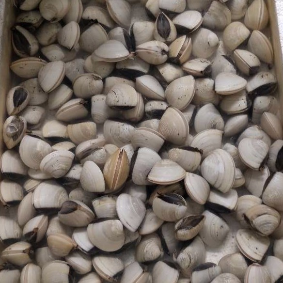 海鲜品种 详情 陈记海鲜水产 进店逛逛 虾,花甲,白贝,金枪鱼 价格 25.