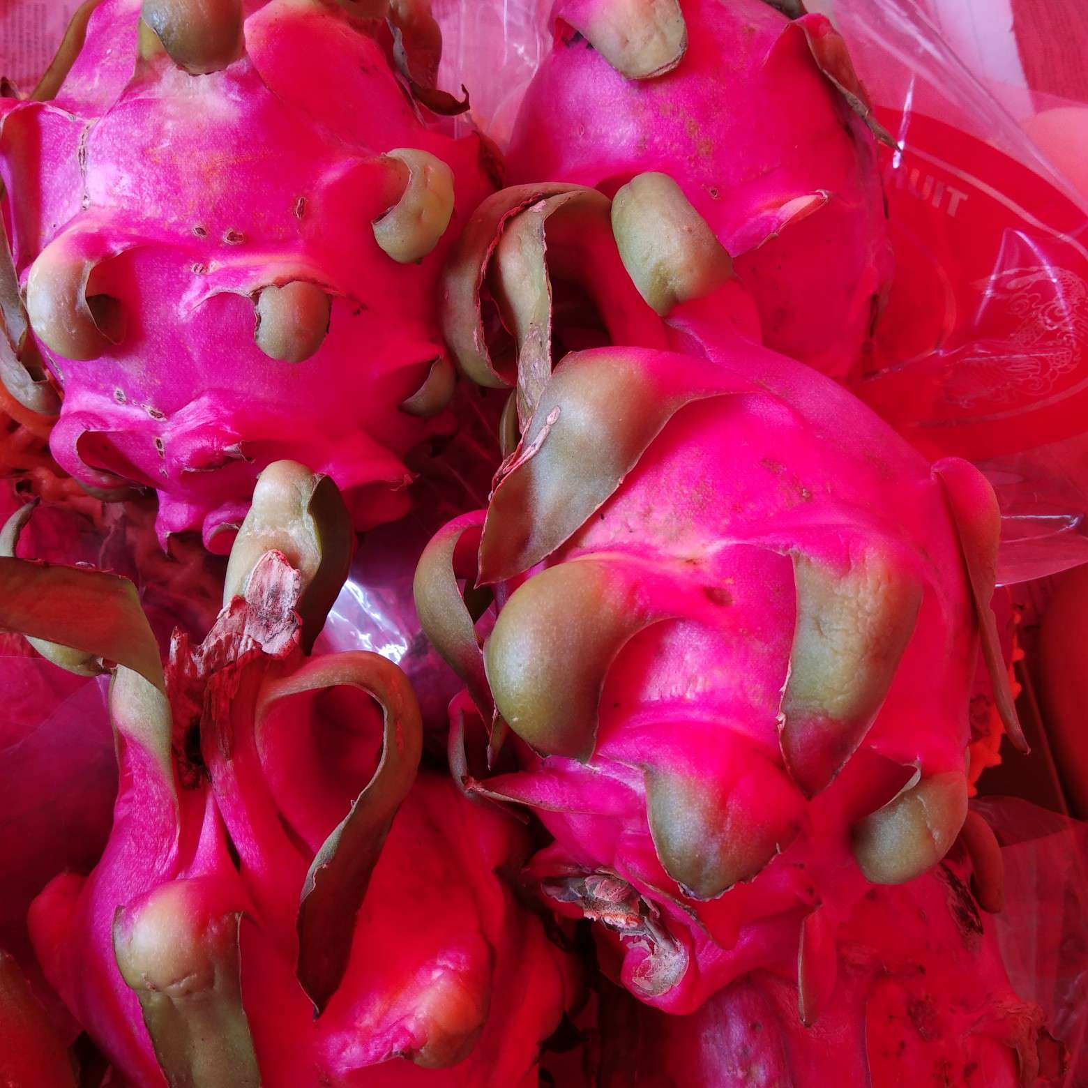 越南红火龙 99991.41个 新品